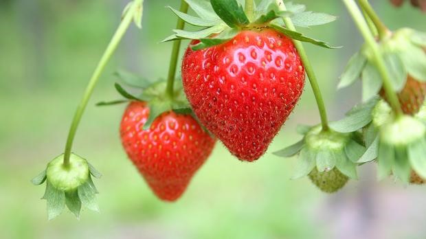 Erdbeeren Dünger